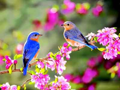 MÜHİT  (Əhatə edən)