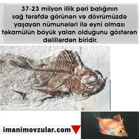 Pəri balığı (boarfish)