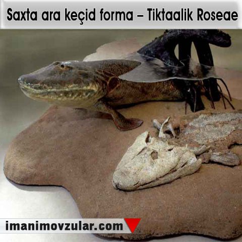 Saxta ara keçid forma – Tiktaalik Roseae